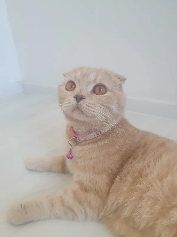 Продается кошка породы Скоттиш фолд — фото 1