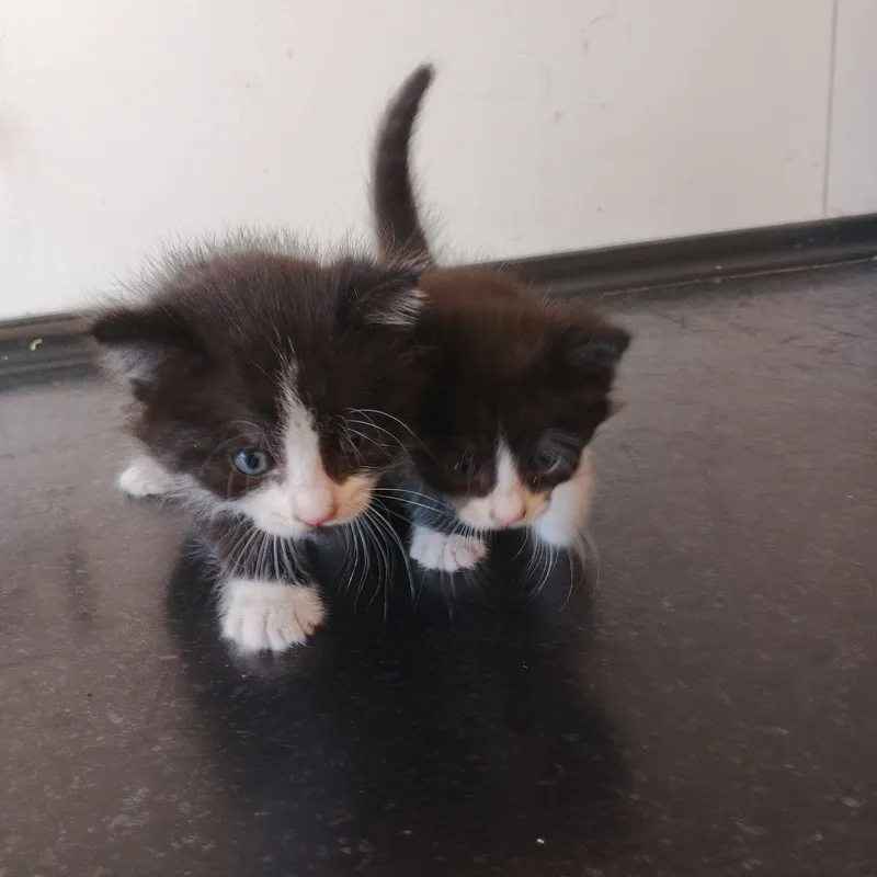 Котята Бесплатно. 2 Котята Бесплатно. 2