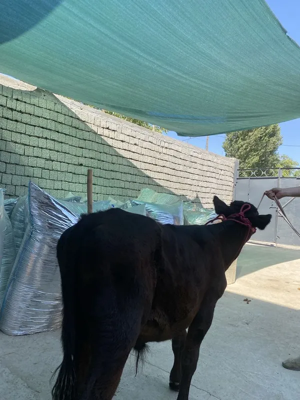 Buzoqcha sotiladi. 3 Buzoqcha sotiladi. 3