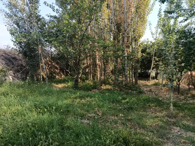 Бог мевали дарахти — фото 3
