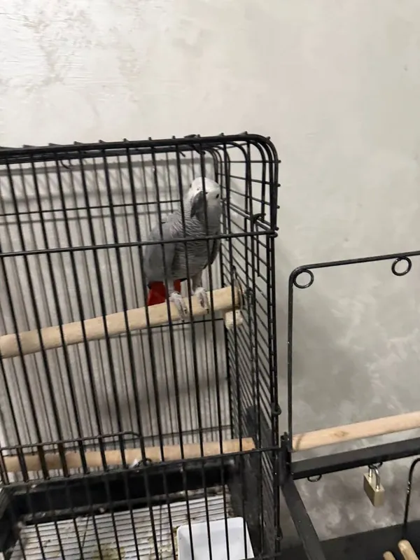Jako (African Grey) papugay 5 Jako (African Grey) papugay 5