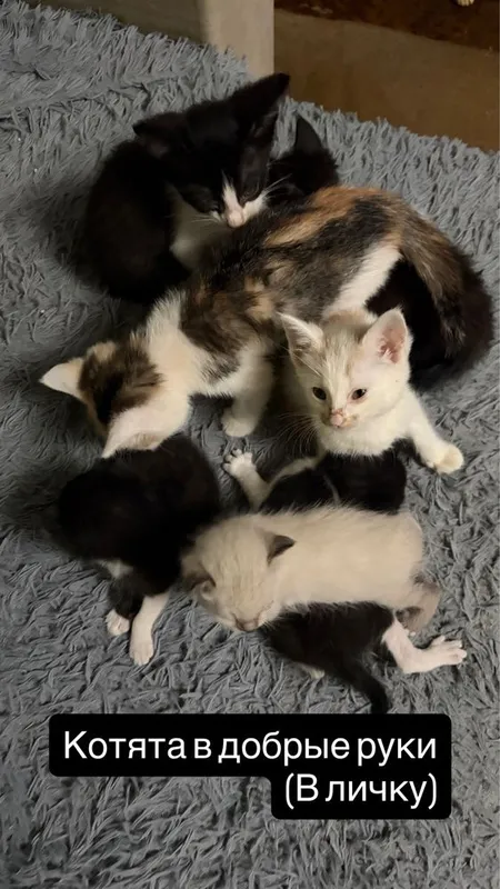 Котята в добрые руки — фото 5
