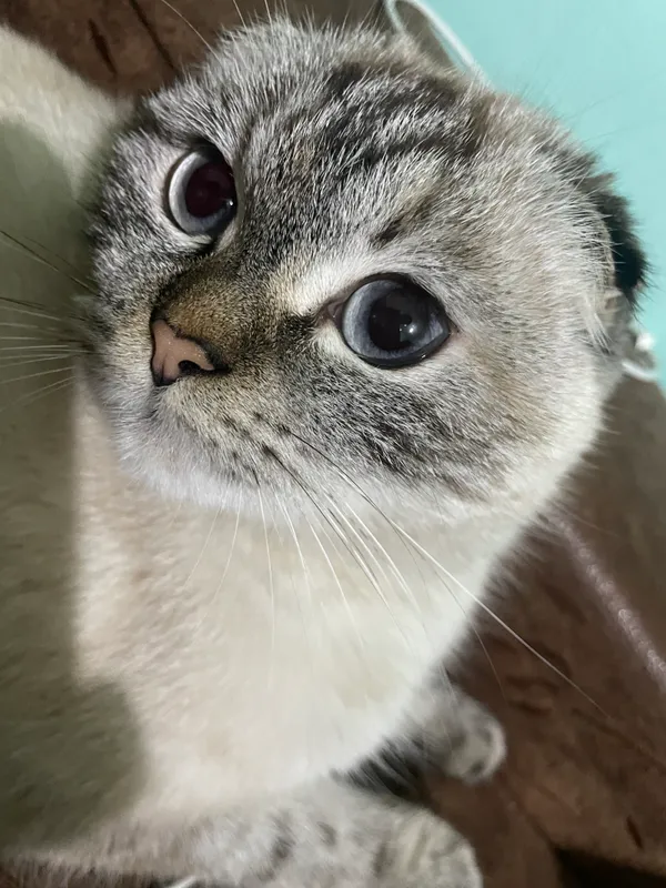 Шотландская вислоухая кошка