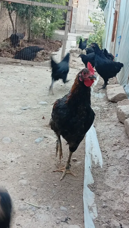joʻja xoʻrozlar sotiladi 2