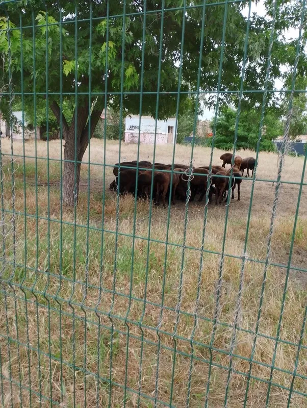Marosimlar uchun bo'rdoqiga boqilgan qo'chqorlar bor