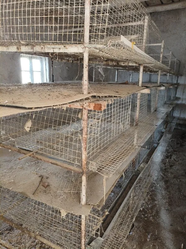 Bedana uchun kataklar