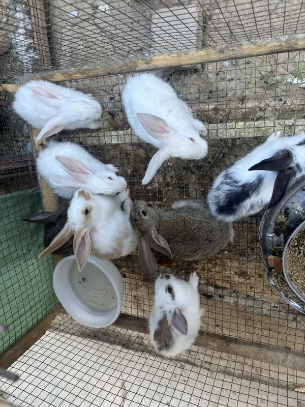 Quyon bollari sotiladi 2