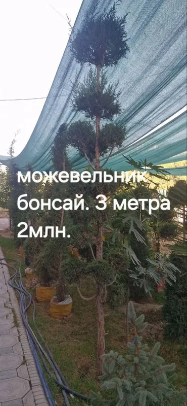 Можевельник бонсай дарахт сотилвотти