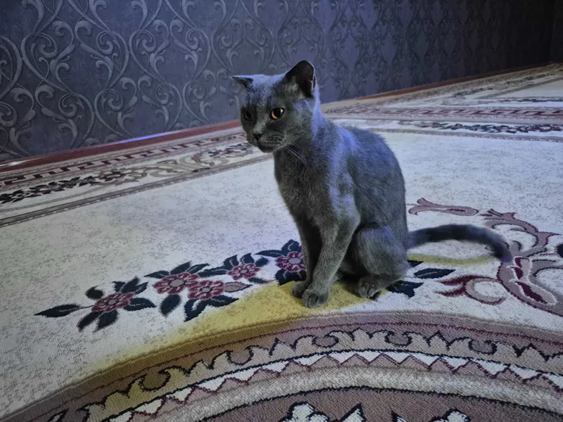 Scottish fold qiz bola 2 Scottish fold qiz bola 2