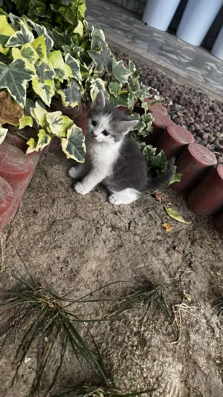 Мама-кошка и котята, отдаем в хорошие руки 3