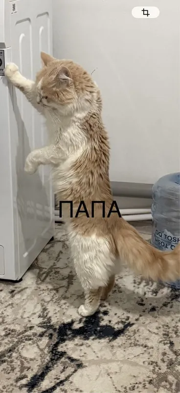 Шотландиский кошки котята продам срочно — фото 4