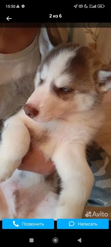 Xaski haski bolalari sotuvda 3