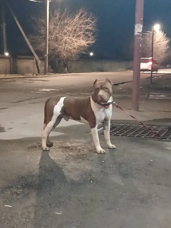 Pitbull Вйазка qoshish uchun