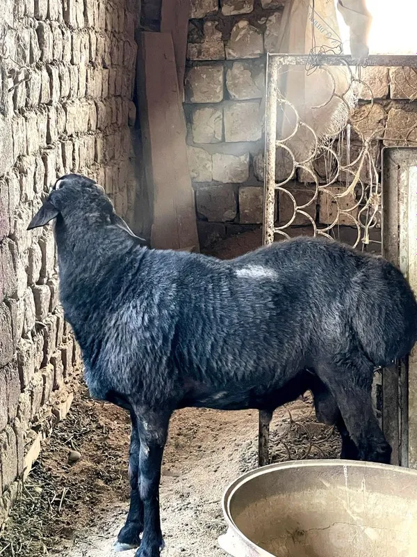 Zotdor Arashan Qo’chqor 1 Zotdor Arashan Qo’chqor 1