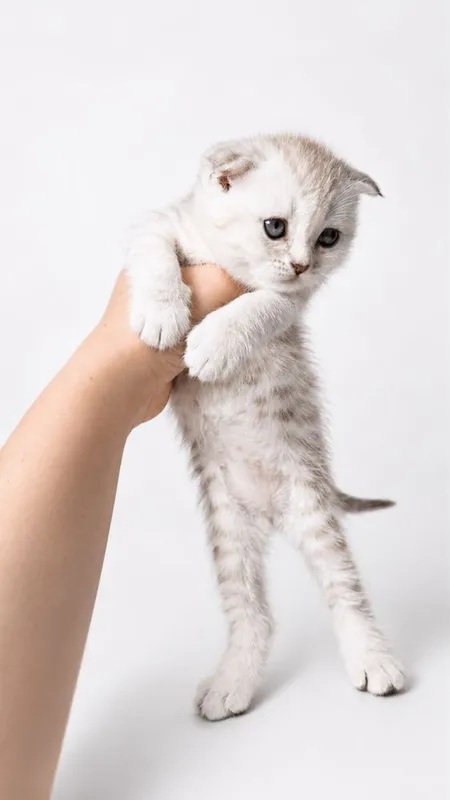 Котята серебристой шиншилы,фолд 1 Котята серебристой шиншилы,фолд 1
