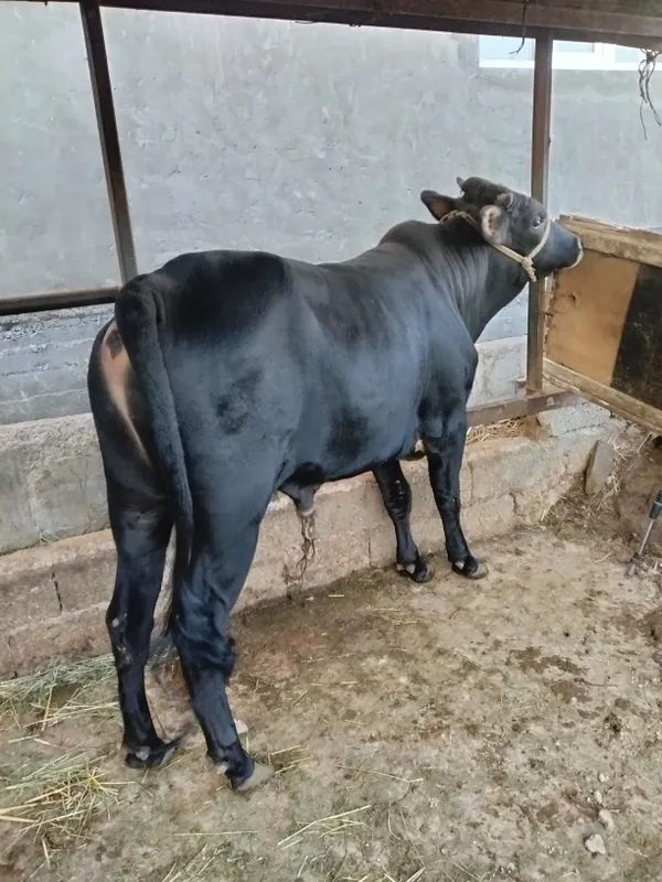 2 ta buqa sotiladi yoshdan oshgan