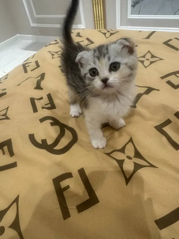Котята в добрые и ответственные руки!!! — фото 2