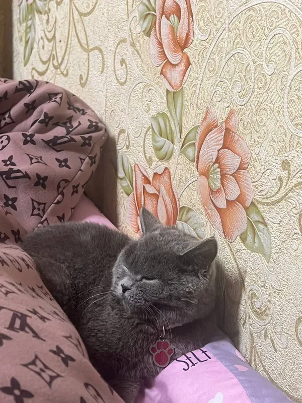Скоттиш Страйт Красавица