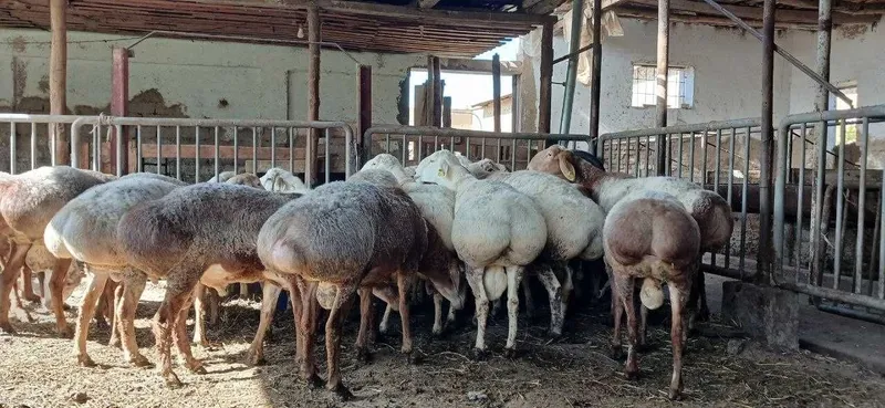 Qo'ylar сотилади Курбон хайитига — фото 3