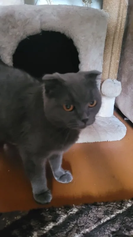 Скотиш фолд,3 мес — фото 3