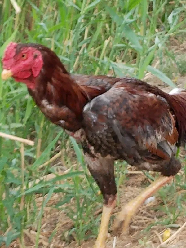 Xõroz sotiladi. Qoni toza. Jangara xõroz narxini kelishamiz 2