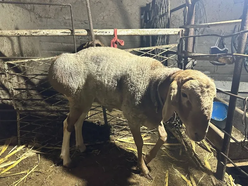 Qurbonlikka qochqorlar 80-85 kg jivoy ves — фото 1