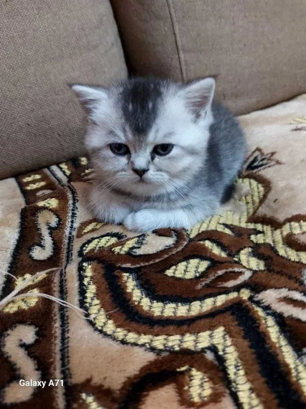 Продаётся котята!!Shinshilla mushuklar sotiladi!!! — фото 1