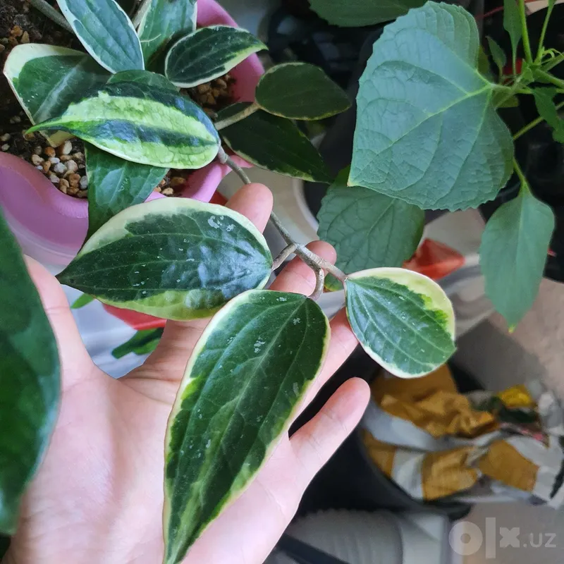 хойя макрофилла альбомаргината 1 хойя макрофилла альбомаргината 1