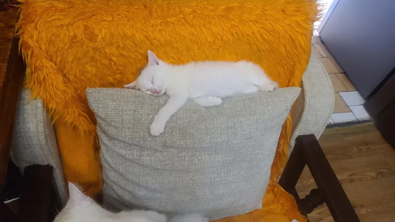 Продам котят белых! — фото 3