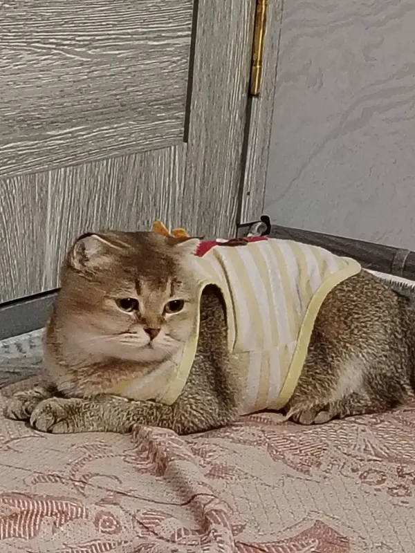 Прадаётся кошки муж и жена — фото 1