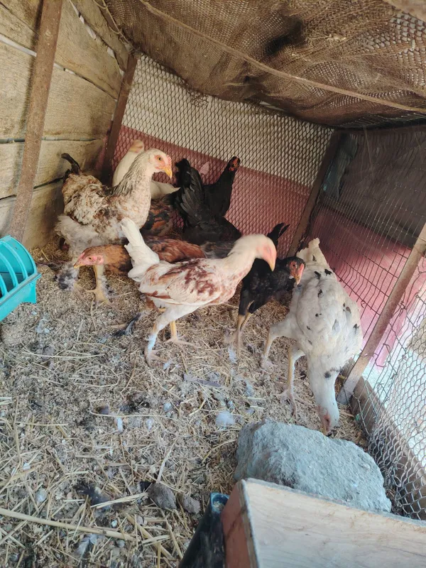Дамашни жужа хорозчала 1 Дамашни жужа хорозчала 1