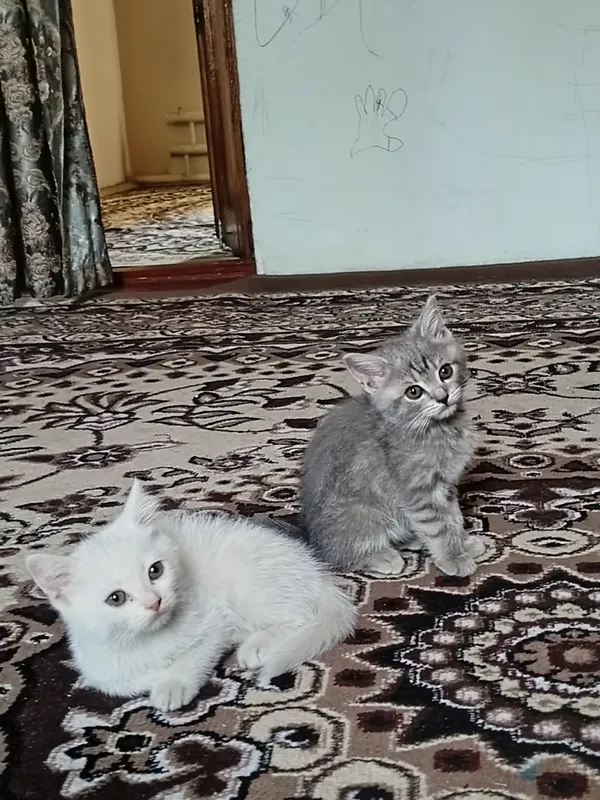 zotlii Mushuklar