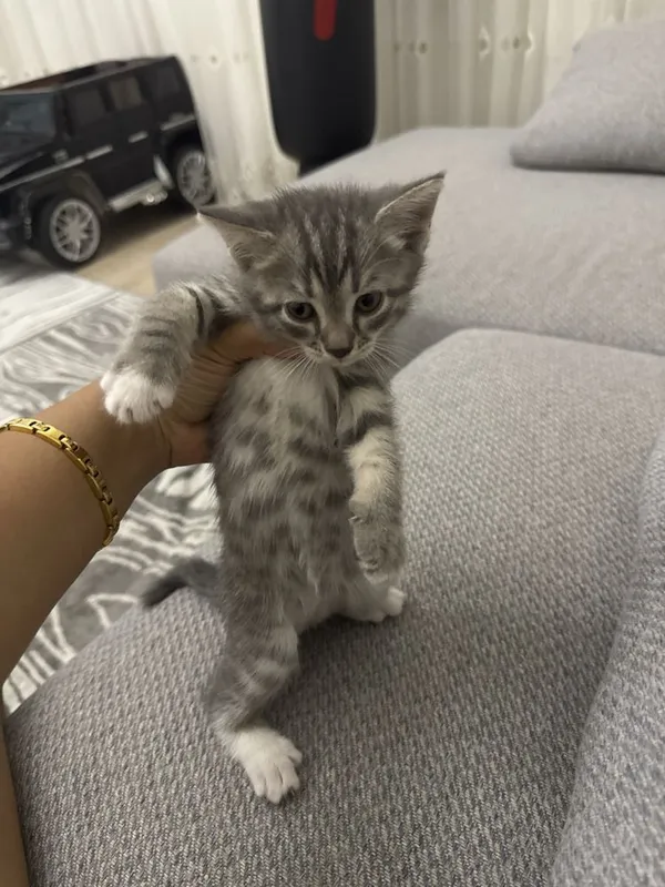 Котёник 2 месячный