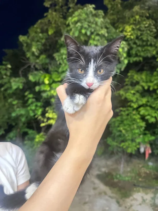 Котята в добрые и заботливые руки