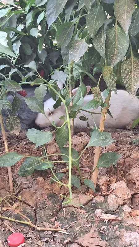Quyon sotiladi zotdor quyon katta bb ketadi — фото 3