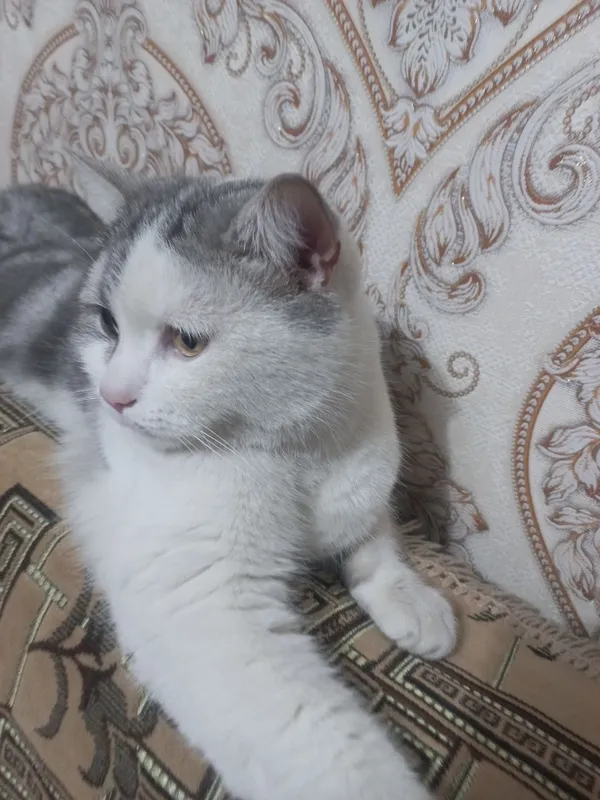 В добрые руки кот! — фото 1