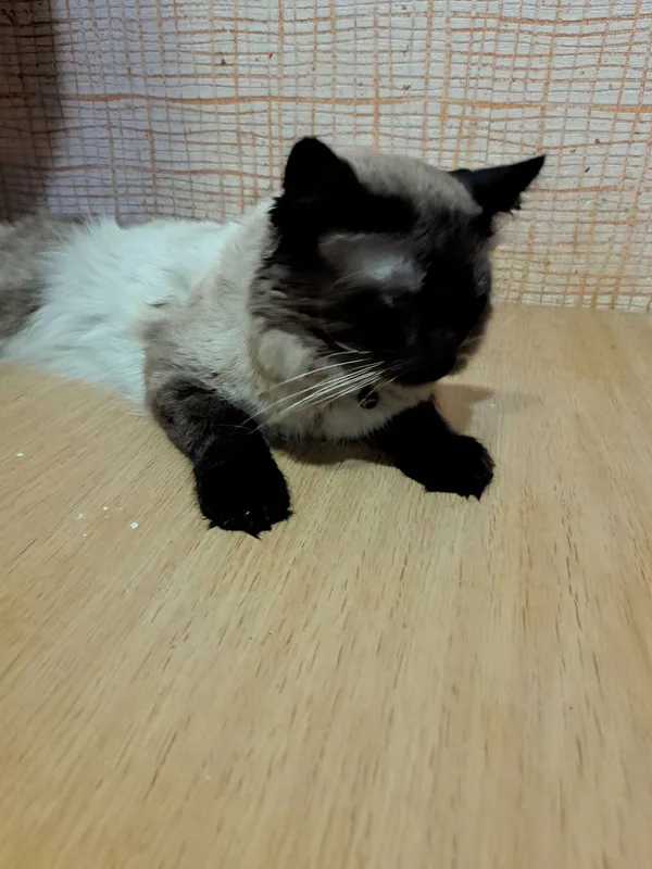 Кот исламский 3 годика 2 Кот исламский 3 годика 2
