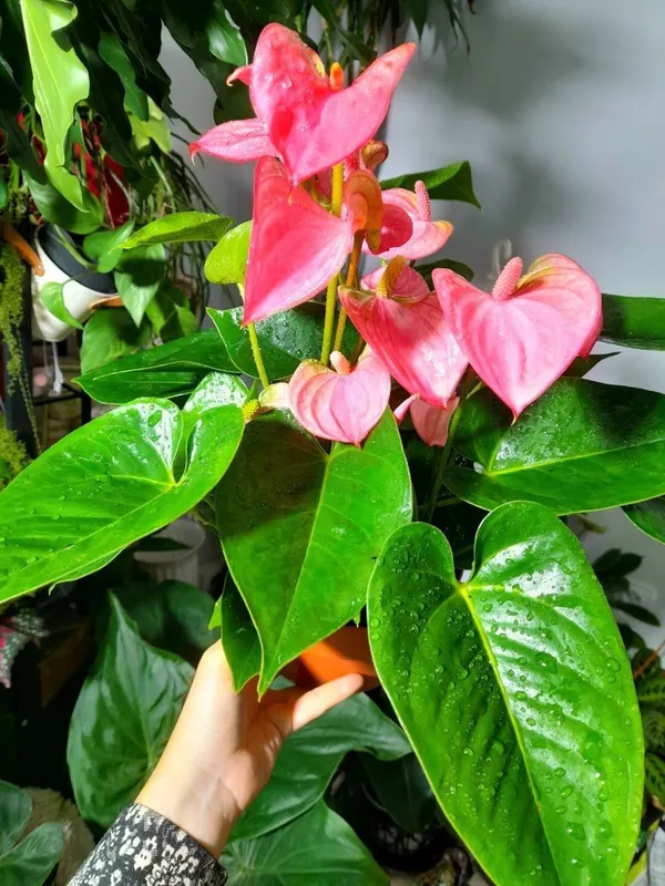 Andre Pink anturiumi 3