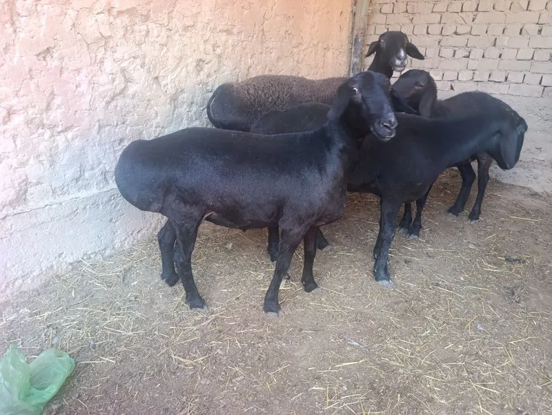 Soliq qozila sotiladi 4 Soliq qozila sotiladi 4