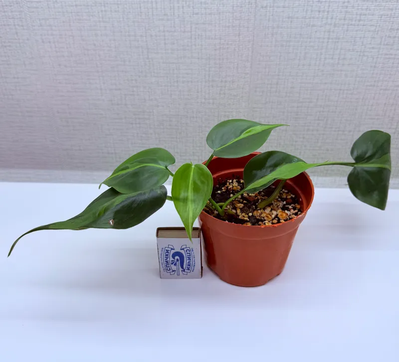Filodendron, uy o‘simliklari 2