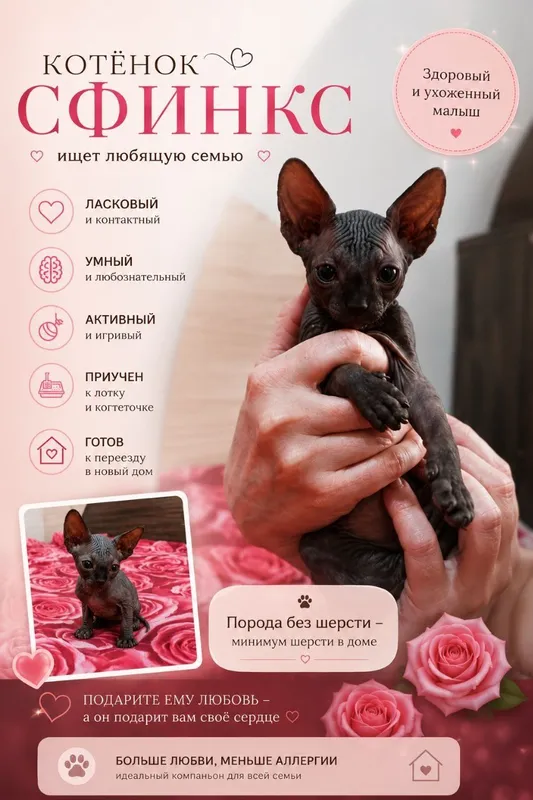 Продаётся котёнок канадский сфинкс (мальчик)