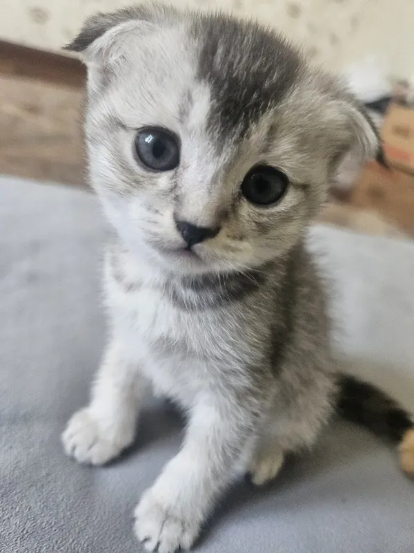 Scottish Fold toza qon