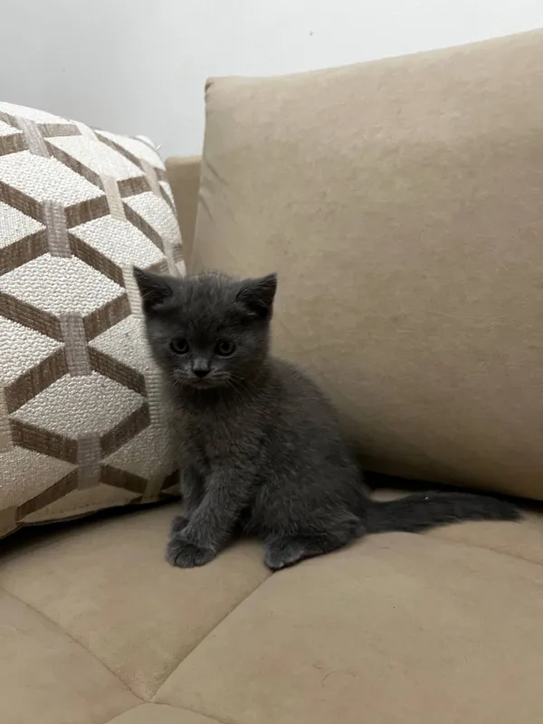 Котята скотиш страйт, скотиш фолд — фото 2