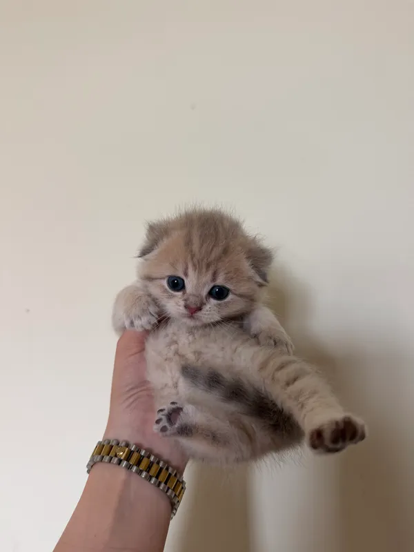 Золотая шиншила кошка — фото 2