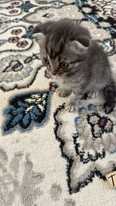 Котонек mushukchalar kichkintoylar mazzilar 2 Котонек mushukchalar kichkintoylar mazzilar 2