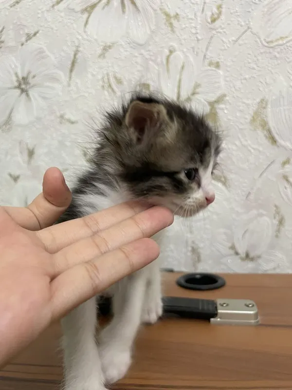 BEPUL! Yaxshi qo’llarga beriladi 3 BEPUL! Yaxshi qo’llarga beriladi 3
