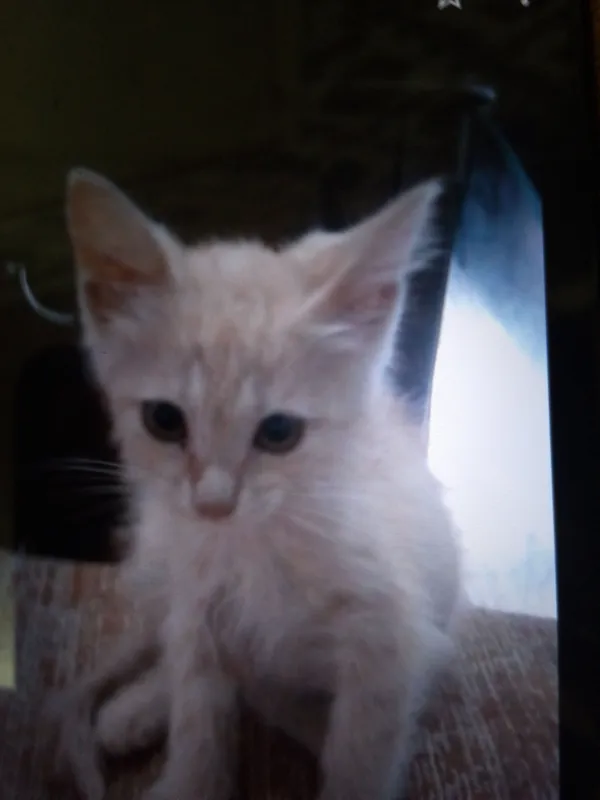 котята 2