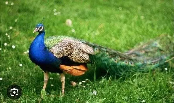 Товус [Pavo] сотилади — фото 1