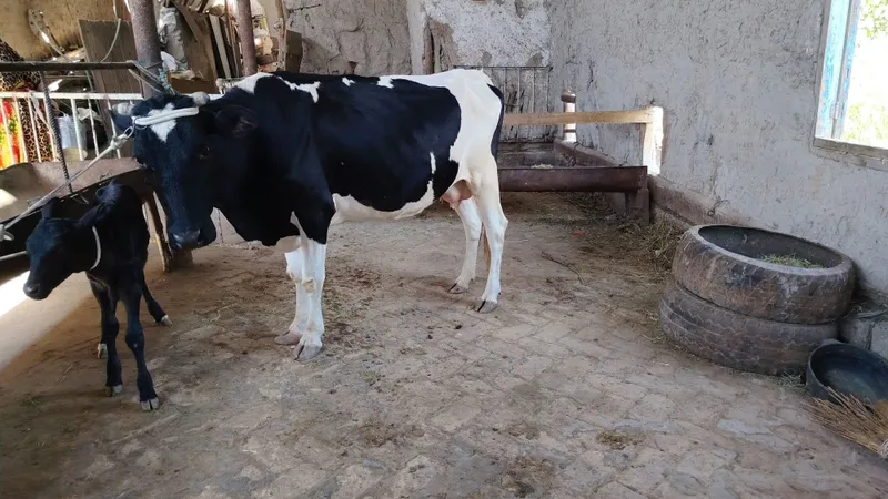 Ona bola sigirlar 6 Ona bola sigirlar 6