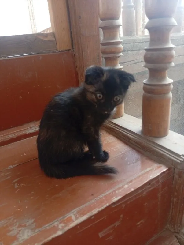 mushuk кошка 2 ойлик — фото 2